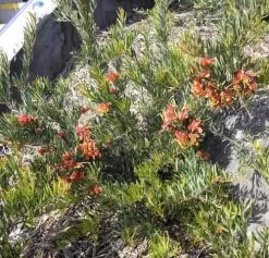 Grevillea Bonnie Prince Charlie