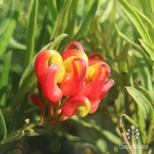 Grevillea Bonnie Prince Charlie 2 Grevillea Bonnie Prince Charlie - Image 2
