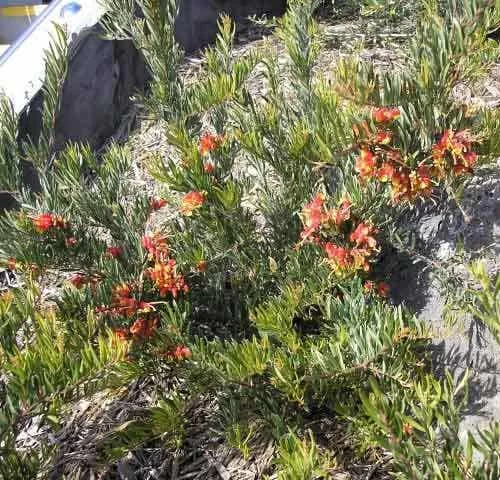 Grevillea Bonnie Prince Charlie 1 Grevillea Bonnie Prince Charlie