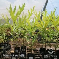 Grevillea Baileyana - Brown Silky Oak 30 Grevillea Baileyana - Brown Silky Oak -Eco Garden Shop grevillea brown silky oak tubes 1