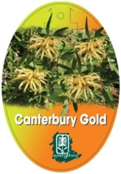 Grevillea Canterbury Gold -Eco Garden Shop grevillea canterbury gold 208x300 1