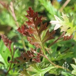 Grevillea Carpet Layer -Eco Garden Shop grevillea carpet layer leaf