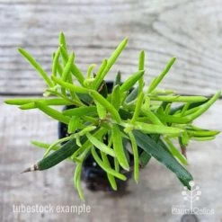 Grevillea Charlie's Angel -Eco Garden Shop grevillea charlies angel leaf 1