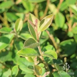 Grevillea Deua Flame -Eco Garden Shop grevillea deua flame foliage