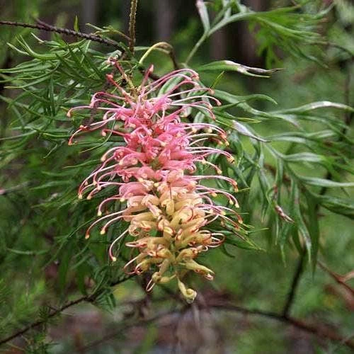 Grevillea Lemon Baby 1 Grevillea Lemon Baby