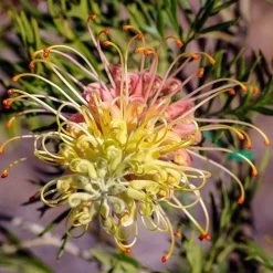 Grevillea Lemon Baby 6 Grevillea Lemon Baby -Eco Garden Shop grevillea for lemon baby