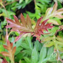 Grevillea Gaudichaudii -Eco Garden Shop grevillea gaudi new leaf