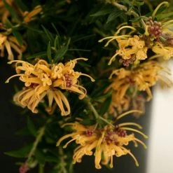 Grevillea Sunkissed -Eco Garden Shop grevillea gr13021 sunkissed500