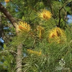 Grevillea Honey Gem 21 Grevillea Honey Gem -Eco Garden Shop grevillea honey gem nursery