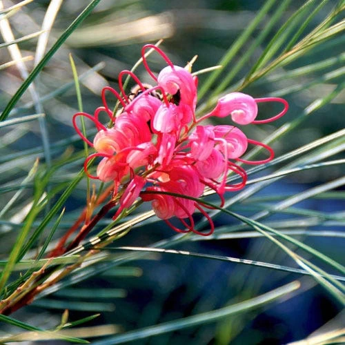 Grevillea Bon Accord 1 Grevillea Bon Accord