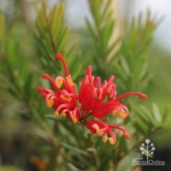 Grevillea Knockout -Eco Garden Shop grevillea knockout flower