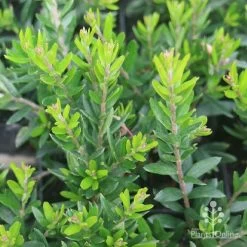 Grevillea Knockout -Eco Garden Shop grevillea knockout foliage 1