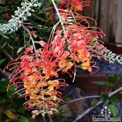 Grevillea Ned Kelly -Eco Garden Shop grevillea ned kelly 1