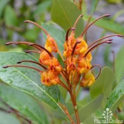 Grevillea Orange Marmalade 28 Grevillea Orange Marmalade -Eco Garden Shop grevillea orange marmalade flower 1