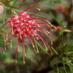 Grevillea Silk Carpet -Eco Garden Shop grevillea pinaster flickr tatters