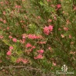 Grevillea Pink Pearl 23 Grevillea Pink Pearl -Eco Garden Shop grevillea pink pearl shrub 1