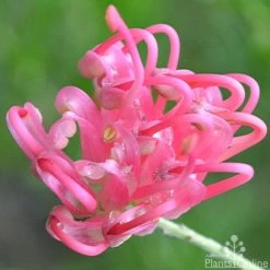 Grevillea Pink Pearl 21 Grevillea Pink Pearl -Eco Garden Shop grevillea pink pearl close 2 apo 1