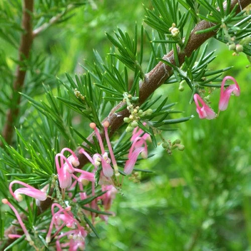 Grevillea Pink Pearl 15 Grevillea Pink Pearl - Image 15