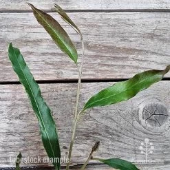 Grevillea Raptor -Eco Garden Shop grevillea raptor 2