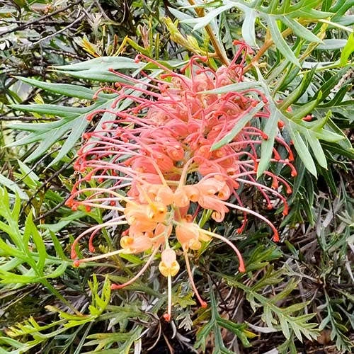 Grevillea Strawberry Sundae 4 Grevillea Strawberry Sundae - Image 4