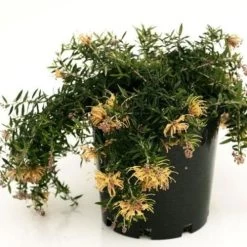 Grevillea Sunkissed -Eco Garden Shop grevillea sunkissed 500