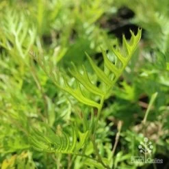 Grevillea Superb -Eco Garden Shop grevillea superb leaf