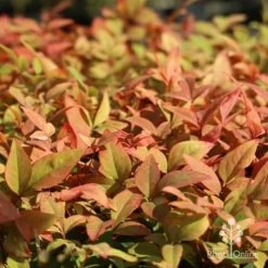Nandina Gulf Stream 15 Nandina Gulf Stream -Eco Garden Shop gulf stream colour