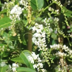 Hardenbergia Snow White - White Coral Pea -Eco Garden Shop hardenbergia white sun nambour