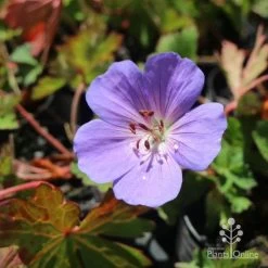 Geranium Rozanne -Eco Garden Shop hardy geranium rozanne