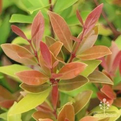 Acmena Hemilampra - Blush Satinash -Eco Garden Shop hemilampra leaf colour