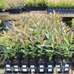 Acmena Hemilampra - Blush Satinash -Eco Garden Shop hemilampra tubestocks