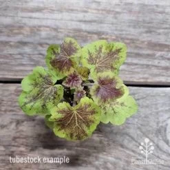 Heucherella Solar Eclipse - Foamy Bells 22 Heucherella Solar Eclipse - Foamy Bells -Eco Garden Shop heuchera solar eclipse 1