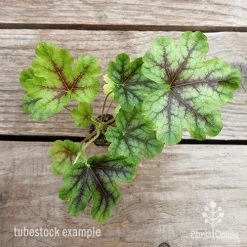 Heucherella Tapestry - Foamy Bells -Eco Garden Shop heucherella tapestry 1 1