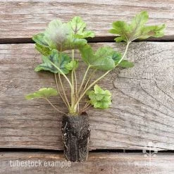 Heucherella Tapestry - Foamy Bells -Eco Garden Shop heucherella tapestry 2 edited 1