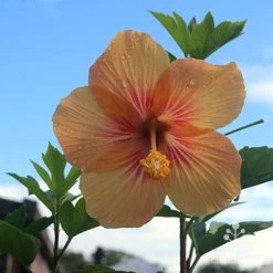 Hibiscus Popsicle 14 Hibiscus Popsicle -Eco Garden Shop hibiscus popsicle backlit
