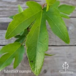 Hibiscus Popsicle 12 Hibiscus Popsicle -Eco Garden Shop hibiscus popsicle leaf 1