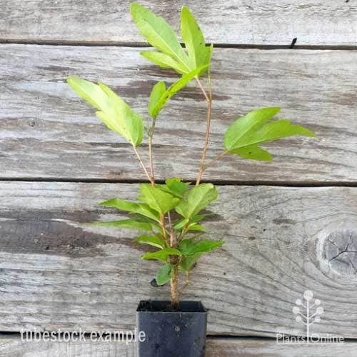 Hibiscus Popsicle 8 Hibiscus Popsicle - Image 8