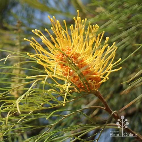 Grevillea Honey Gem 1 Grevillea Honey Gem
