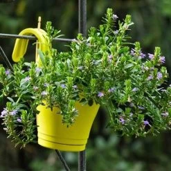 Scaevola Purple Fanfare - Fan Flower -Eco Garden Shop hook planter scaevola