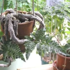 Humata - Rabbit's Foot Fern -Eco Garden Shop humata tyermanni flickr nhq 500