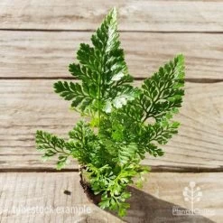 Humata - Rabbit's Foot Fern -Eco Garden Shop humata white foot tube top