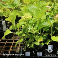 Hydrangea White -Eco Garden Shop hydrangea amethyst tube 6