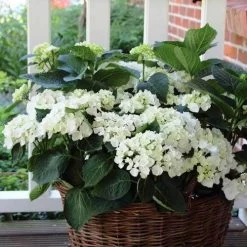 Hydrangea White -Eco Garden Shop hydrangea basket 1 1