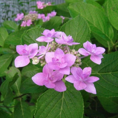Eco Garden Shop -Eco Garden Shop hydrangea jogasaki pink 1