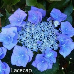 Hydrangea Assorted -Eco Garden Shop hydrangea lacecap 1