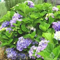 Hydrangea Assorted -Eco Garden Shop hydrangea macrophilla