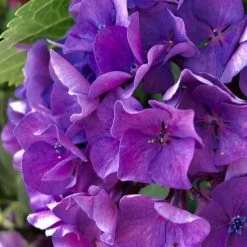 Hydrangea President R Touchard -Eco Garden Shop hydrangea touchard close 1