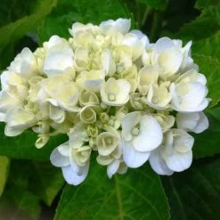 Hydrangea White