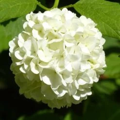 Hydrangea White -Eco Garden Shop hydrangea white 1