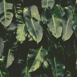 Philodendron Imbe -Eco Garden Shop imbe wall